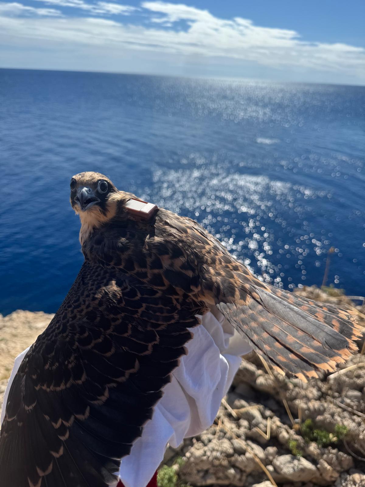 Eleonorini sokoli – početak njihova velikog putovanja